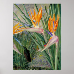 Poster Strelitzia por Marianne North - Paisagem Exótica