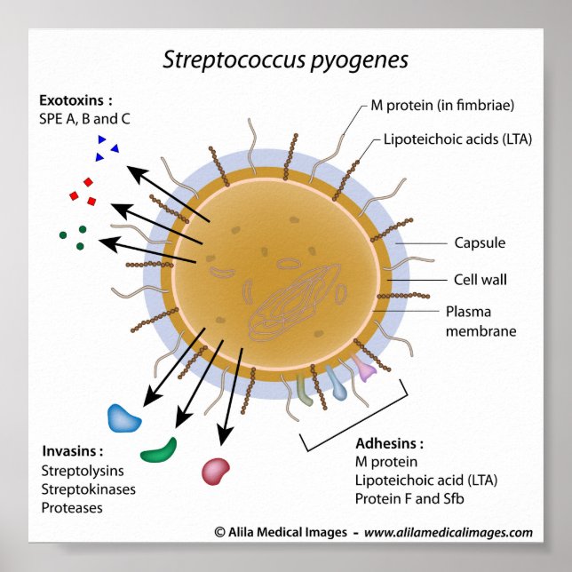 Poster Strep pyogenes rotulado como diagrama. (Frente)