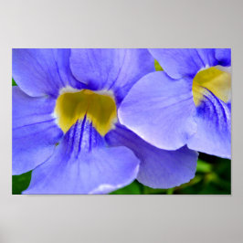 Poster Streptocarpus Especula Flores Azuis