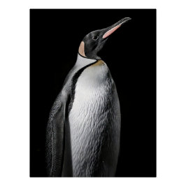 Pôster Striking High Contrast Emperor Penguin Fine Art