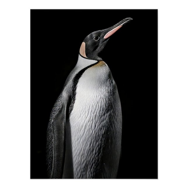 Pôster  Striking High Contrast Emperor Penguin Fine Art  (Frente)