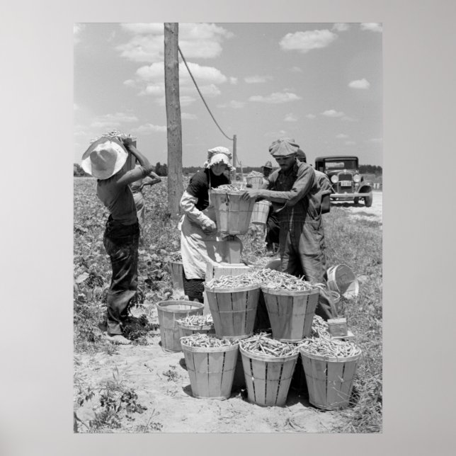 Pôster String Bean Pickers em Maryland: 1937 (Frente)