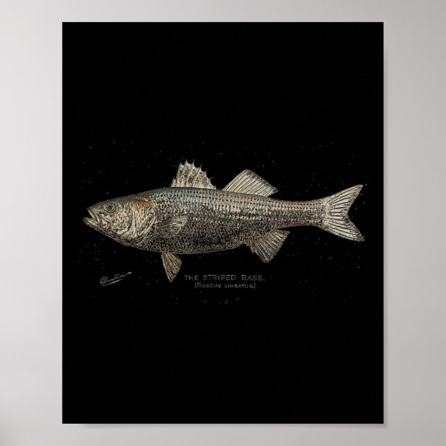 Poster Striped B Fishing  (Frente)