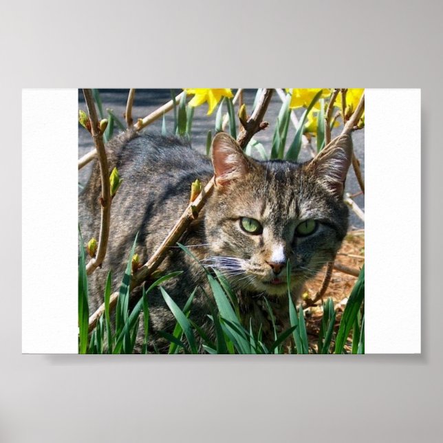 Pôster Stubby (Frente)