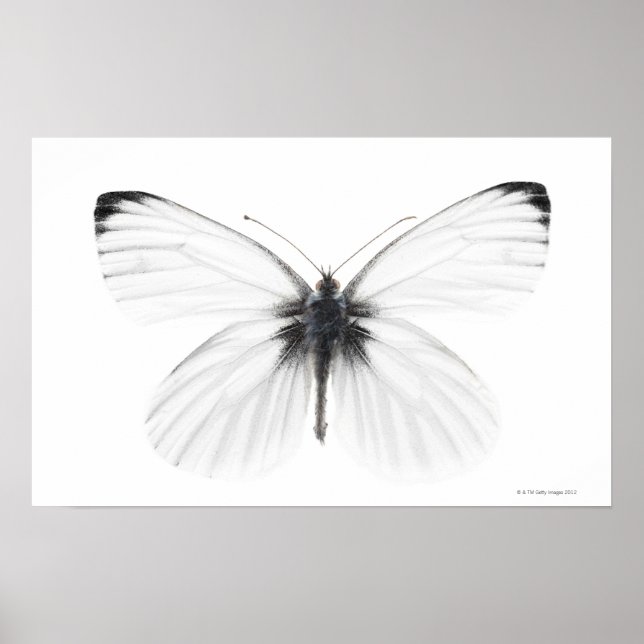 Pôster Studio shot of sharp-veined white butterfly (Frente)