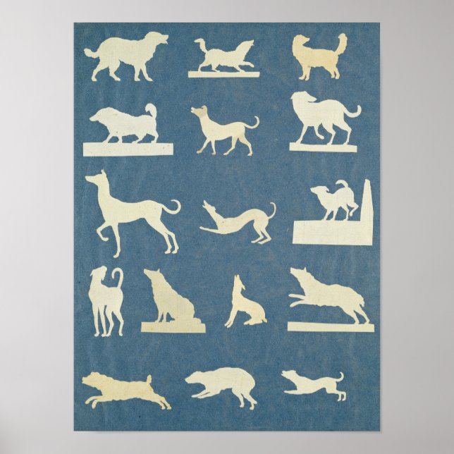 Poster Study of Dogs (Frente)