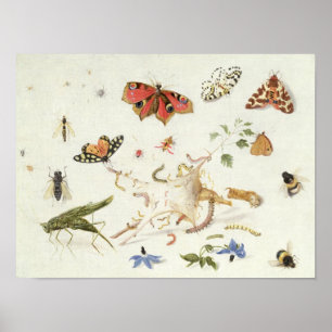 Pôster Study of Insects and Flowers