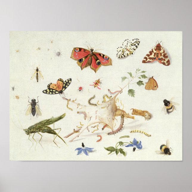 Pôster Study of Insects and Flowers (Frente)