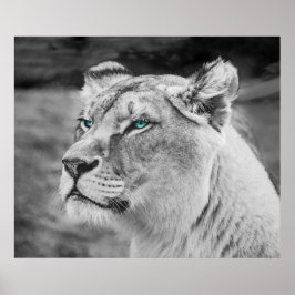 Poster Stunning lioness with blue eyes