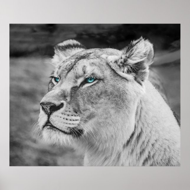 Poster Stunning lioness with blue eyes (Frente)