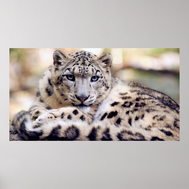 Poster Stunning snow-leopard portrait (Frente)