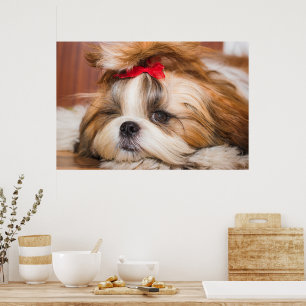 Poster Sua foto personalizada do cachorro de estimação