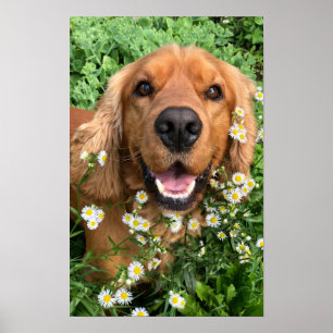 Poster Sua Imagem de Cachorro Aqui