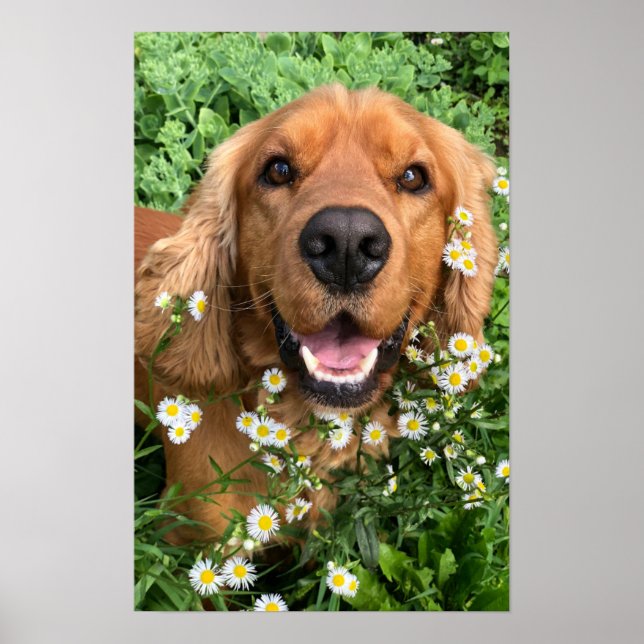 Poster Sua Imagem de Cachorro Aqui (Frente)