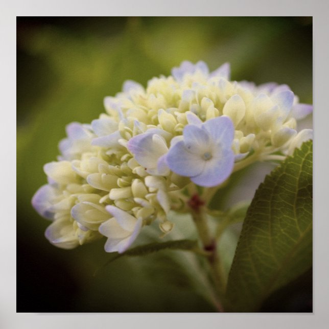 Poster Suave Blue Hydrangea Flower Tint (Frente)