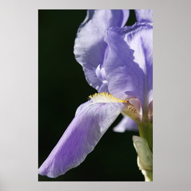 Pôster Suave E Delicado (Frente)