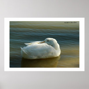 Poster Suave em branco