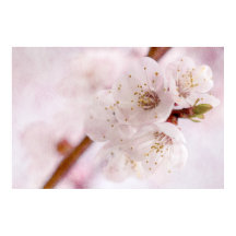 Suavidade Do Primavera