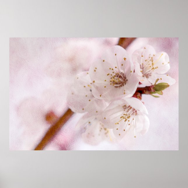 Poster Suavidade Do Primavera (Frente)