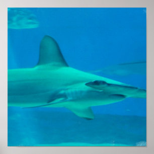 Poster subaquático do tubarão de Hammerhead