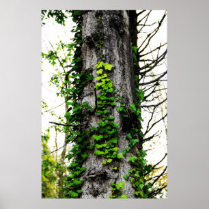 Poster Subindo Ivy
