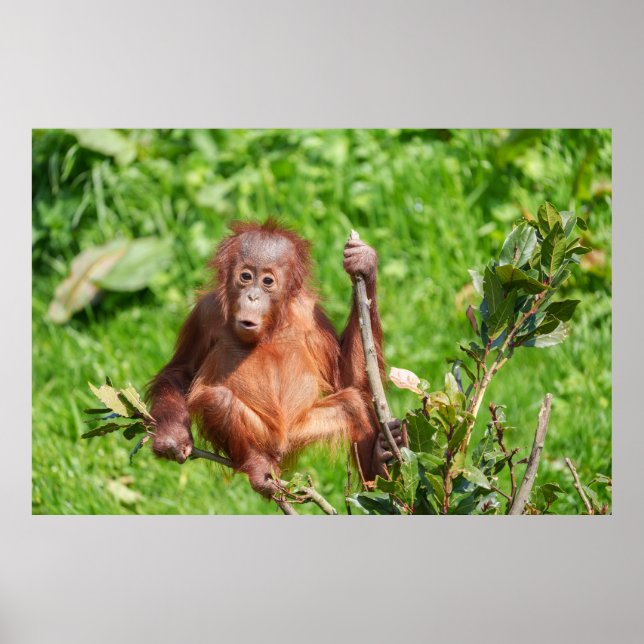 Poster Subindo o Bebê Orangutan (Frente)