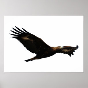 Pôster Subir de Eagle dourado