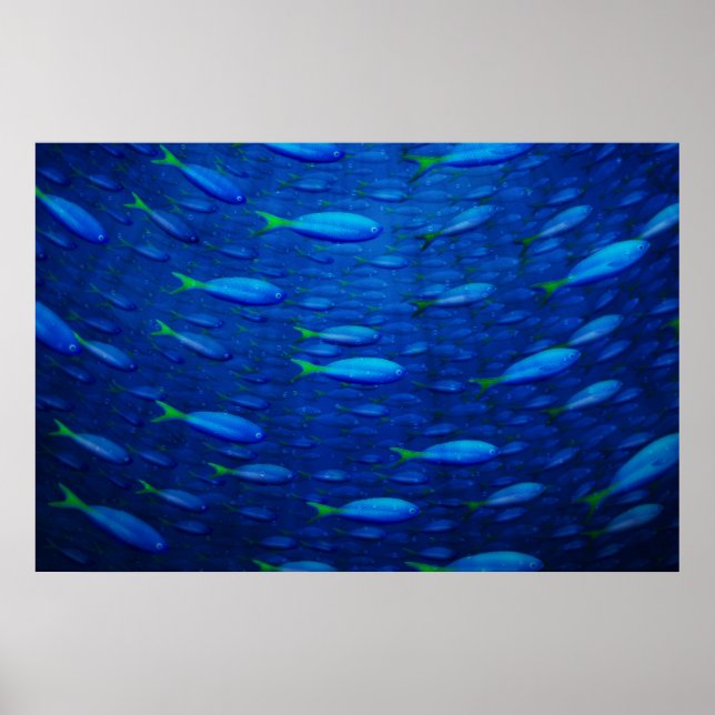 Pôster Submarino 4 (Frente)