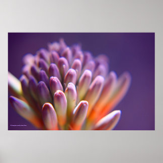 Poster Succulent Buds Print
