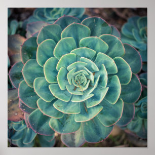 Poster Succulent do Fim-acima