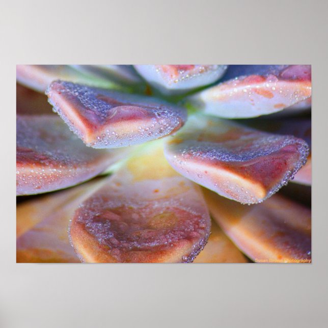 Poster Succulent Leaves (Frente)