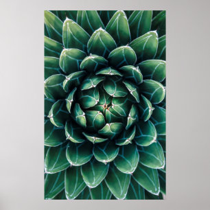 Poster Succulent verde & branco