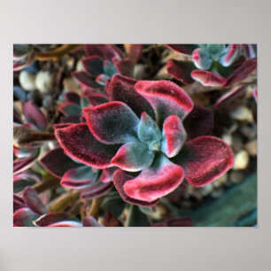 Pôster Succulent vermelho de veludo
