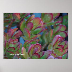 Pôster Succulents