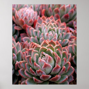 Pôster Succulents