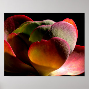 Poster Succult Desert Plant