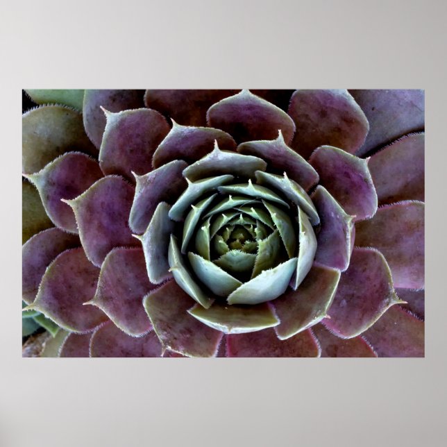 Poster Suculenta Roxa Close-Up (Frente)