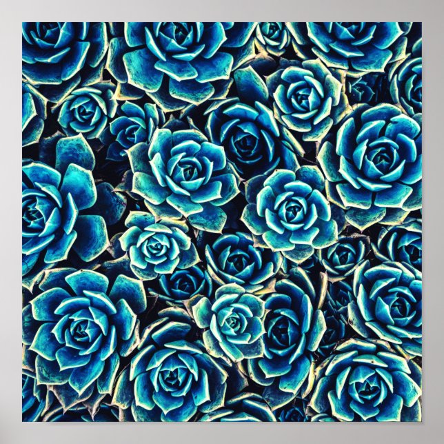 Poster Suculentes (Frente)