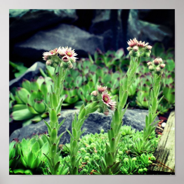 Poster Suculentes de Flores (Frente)