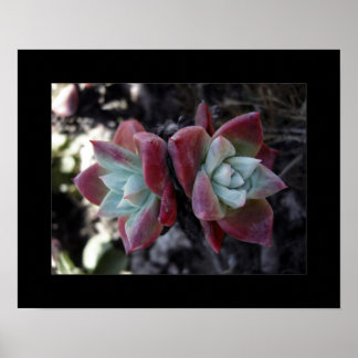 Pôster Suculentos sutis