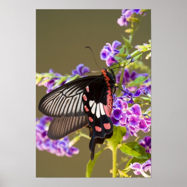 Poster Sudeste Asiático, Tailândia, Doi Inthanon, Papilio (Frente)