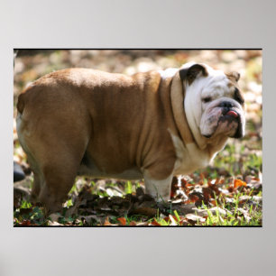 Pôster Sue nomeada menino