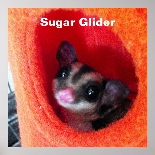 Pôster Sugar Glider em cama laranja pendurada (Frente)