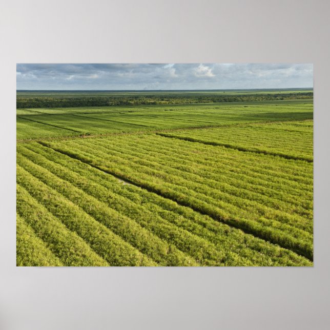 Poster Sugarcane Plantations, Guyana (Frente)