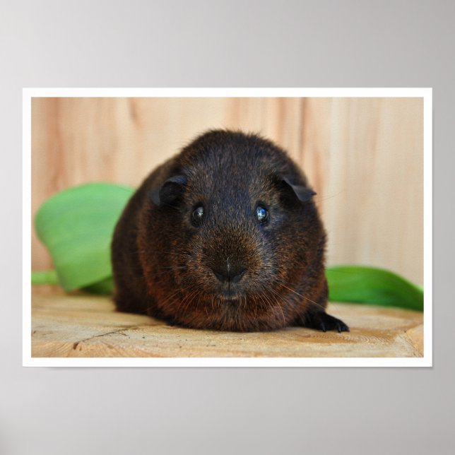 Poster Suíno Agouti Dourado e suave (Frente)