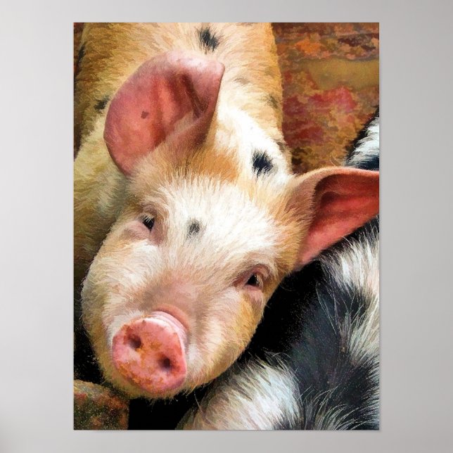 POSTER SUÍNOS (Frente)