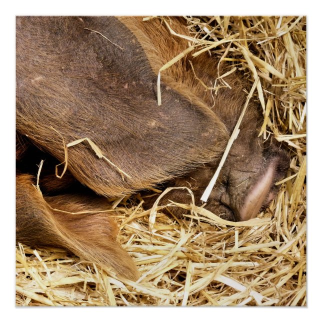 PÔSTER SUÍNOS (Frente)