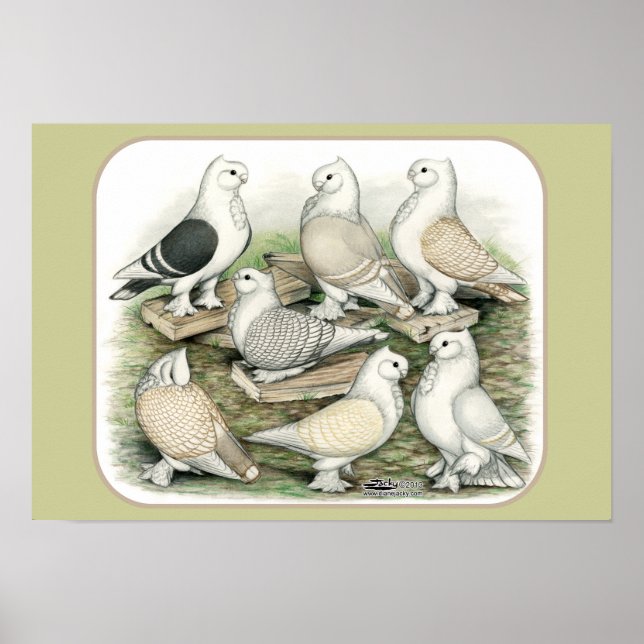 Pôster Suínos Clássicos (Frente)