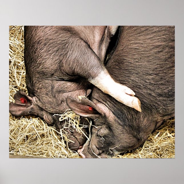 POSTER SUÍNOS CUTÂNEOS (Frente)