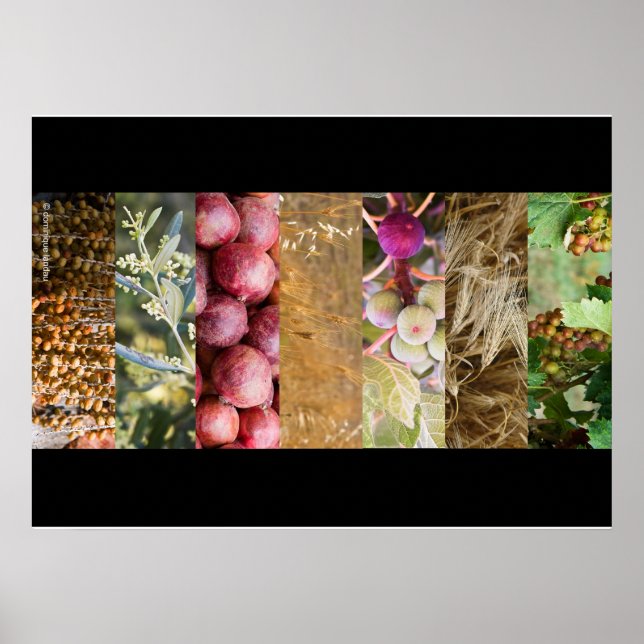 Pôster Sukkot (Frente)